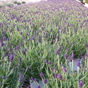 �o�ג��O�̃n�E�X�̗l�q�ł��B�n�E�X�S�̂��u�₩�ȍ���ɕ�܂�Ă��܂��B