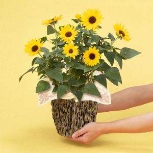 ��l�̏������������C���[�W�ł��B