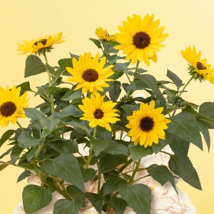 7cm���x�̉Ԃ���������炩���܂��B