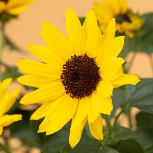 �ʏ�̃q�}���������̂܂܏����������悤�ȃq�}�����炵���Ԃł��B