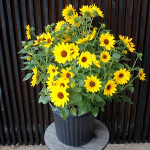 8���T�C�Y�ɐA���ւ���Ƃ���Ȃɑ傫���炿�܂��B�傫����ĂĂ�������Ԃ��炩���܂��傤�B