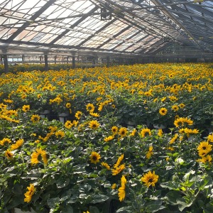 �o�ג��O�̃n�E�X�͂܂��ɐ�i�I