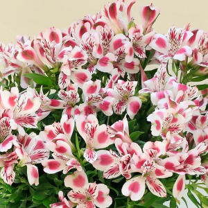 ���J���͊���ʂɉԂ��炫�ւ舳���ł��B