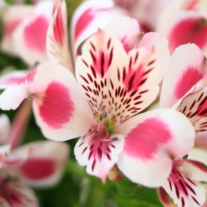 �N�₩�Ȕz�F�ƓƓ��̖͗l�������ł��B