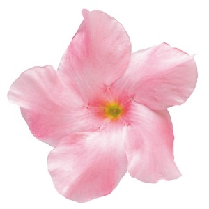 �Ԃ̃A�b�v�ł��B