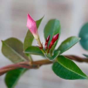 �z�����̉ԗ�����h�����߁A�炫�n�ߒ��x�ł��͂����܂��B