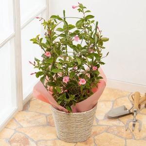 �}���f�r���ɍ��ꂱ��ŁA�}���f�r���Ƃ����΁u�Ƃ݂��t�����[�v����ƌ�����܂łɂȂ����A���l�҂̂Ƃ݂��t�����[����ɃC�C�n�i�p�Ɏd���ĂĂ��炢�܂��B