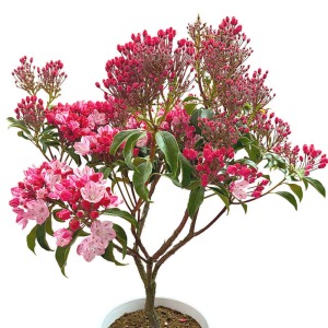 ���̒��x�̂ڂ݂̏�Ԃł��͂��v���܂��B�������傫���Ȃ�A�ԊJ���l�����y���݂��������B