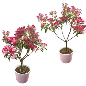 ���`�͌̍�������܂��B���Ƃ��Ă��y���݂��������B