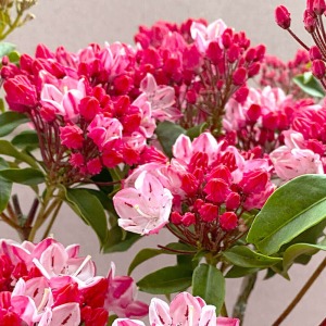 �炫�n�߂̏�Ԃł��B�ڂ݂ƉԂ̔Z�W�̃s���N�̃O���f�[�V�������������ł��B