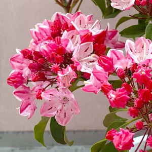 �R���y�C�g�E�̂悤�Ȃڂ݂���z���ł��Ȃ����^�̉ԁB���̌`�̑傫�ȕω������͂̂ЂƂł��B