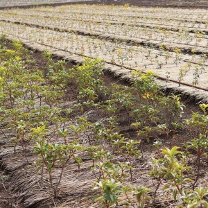 �J���~�A�͎킩���ĂāA�o�ׂ܂ł�7�N�Ƃ����Ό����������Ă��܂��B�ʐ^�͉�����؂ɐڂ��؂���3�N�ځA��O�������[�����Ă���4�N�ڂ̗l�q�ł��B