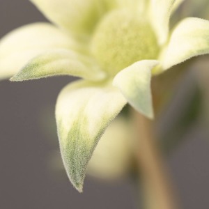 �\�ʂ������Ȗтŕ����Ă���̂ŁA�ӂ�ӂ�Ȏ�G��ł��B