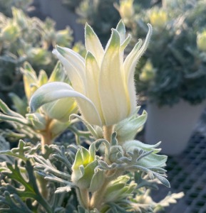 �ڂ݂��Ƃ��Ă��L���[�g�I