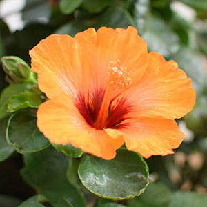 �N�₩�ȃI�����W���t�̐[���΂ɂ悭�f���܂��B