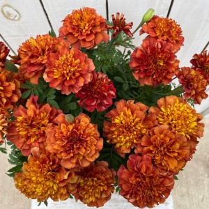 �^�ォ�猩���낵���C���[�W�ł��B