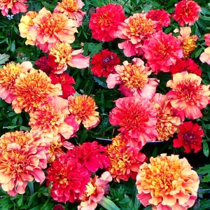 �X�g���x���[�u�����h�̉ԐF�̃C���[�W�ł��B