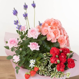 ��̓��炵���F�����̉ԁX��g�ݍ��킹�܂����B