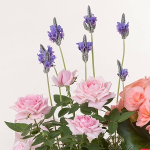 �����ɐl�C�̍����o���ƃ��x���_�[���g���܂����B