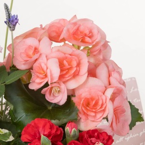 �x�[�W���s���N�̏�i�ȃ��[�K�X�x�S�j�A�ł��B