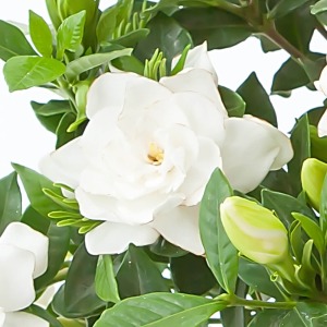 �����Ȃ��̖��J�̏�Ԃł��B���򂠂�O���[���̗t�ɉf���鏃���̂��Ԃ���Â����������܂��B