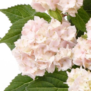 �D�����W���s���N�F�ŁA���Ԃ�̉Ԃ���������t����̂������ł��B�@�ׂŉ��Ȉ�ۂ̃A�W�T�C�ł��B