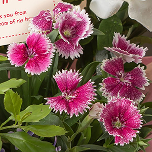 ���䂩�����T�ݐ[���������w���u��a���q�v�Ƃ������t������悤�ɁA�Â�����i�f�V�R�͓��{�Őe���܂�Ă��܂����B