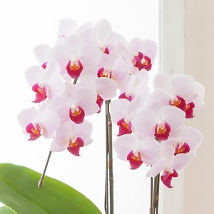 �Ԑ��������A�{�����[���������Ղ�ł��B