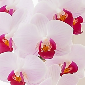 �Ԃт炪�ق�̂�s���N�Œ��S�����C���F�̐ԃ��b�v�^�C�v�̌Ӓ����ŁA��i�ȐF�̃R���g���X�g�̔���������Ԃ̖��͂ł��B