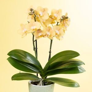 �������Ă�O���[���̓��픫�ɐA������ł��͂����܂��B