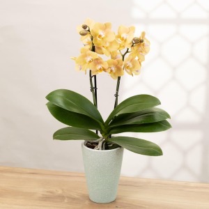 �������C���[�W�ł��B