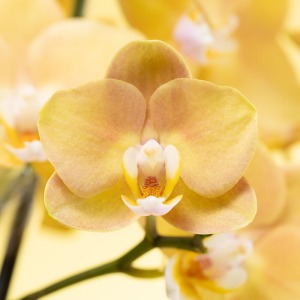 ���F�̗�����������ۂ̌Ӓ����ł��B