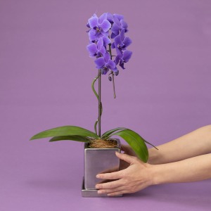 ��l�̏������������C���[�W�ł��B