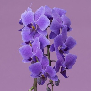 ���E���̐F�n�Ӓ����B�Ԍ��t�́u��Ղ̂߂��舧���v�ł��B