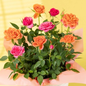 �^�ォ�猩����Ԃł��B�J�Ԃ���ƃR�����Ƃ����ڂ݂����炵���ł����A���J���̉Ԃ̑傫���������ł��B