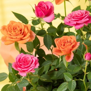 ���J���̉ԃC���[�W�ł��B