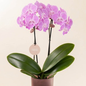 �������Ă�O���[���̓��픫�ɐA������ł��͂����܂��B