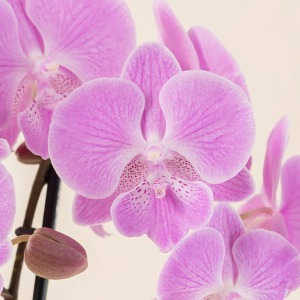 �؂₩�Ȉ�ۂ̃s���N�̌Ӓ����ł��B