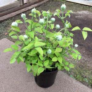 ���͂��C���[�W�ł��B�ڂ݁`�炫�n�߂̏�Ԃł̂��͂��ɂȂ�܂��B