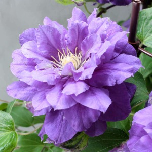 �Ԃ̃A�b�v�ł��B��d�ɂ��܂�d�Ȃ�Ԃт炪���̓I�Ŕ������ł�.