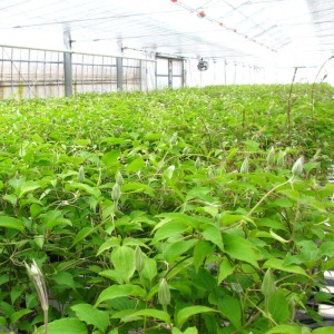 �N���}�`�X��4���������I���x���L�тĂ����c���������t���Ă����܂��B��̓��Ɍ����đ@�ׂȊǗ����s���Ă��܂��B