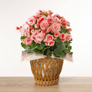 �Ⴂ�A���O�����猩����Ԃł��B