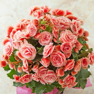 �ォ��̌�����Ԃł��B