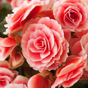 �O���f�[�V�����J���[�̃S�[�W���X�ȃo���炫�����͓I�ł��B