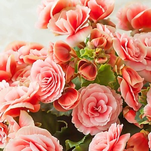 �ڂ݂���炫�n�߂̏�Ԃł��B