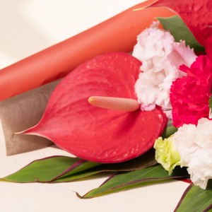 ��̂���Ԏp���������A�A���X���E���ł��B