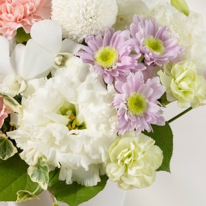 �t�����̂悤�ȑ@�ׂȉԂт炪�������g���R�L�L���E�����킹�܂����B