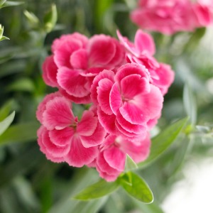 ��ʓI�ȃJ�[�l�[�V������菭�����Ԃ�ȉԌa�ł����A�ԕt�����悭��Ă₷���i��ł��B