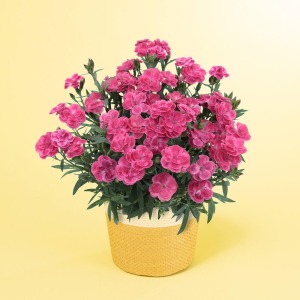 �ꏏ�ɂ��͂�����K�[�f���J�[�l�[�V�����ł��B