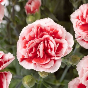 �������z�C�b�v�́A�Ԃ̌`���������A�Ԃ̉����̔��ƒ��S�̐Ԃ̐F�̑Δ䂪���͂ł��B